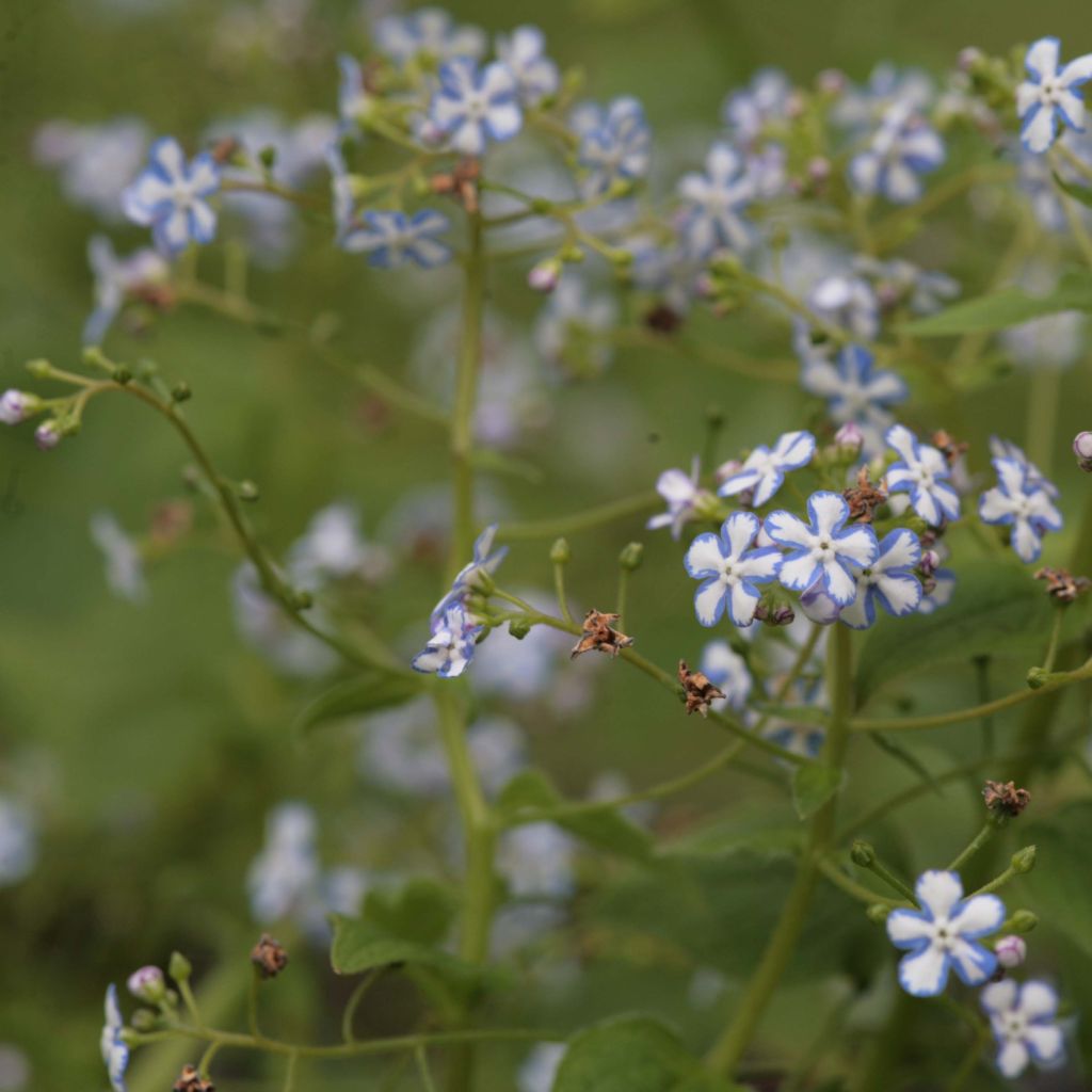 Brunnera macrophylla Starry Eyes - Kaukasisch vergeet-mij-nietje