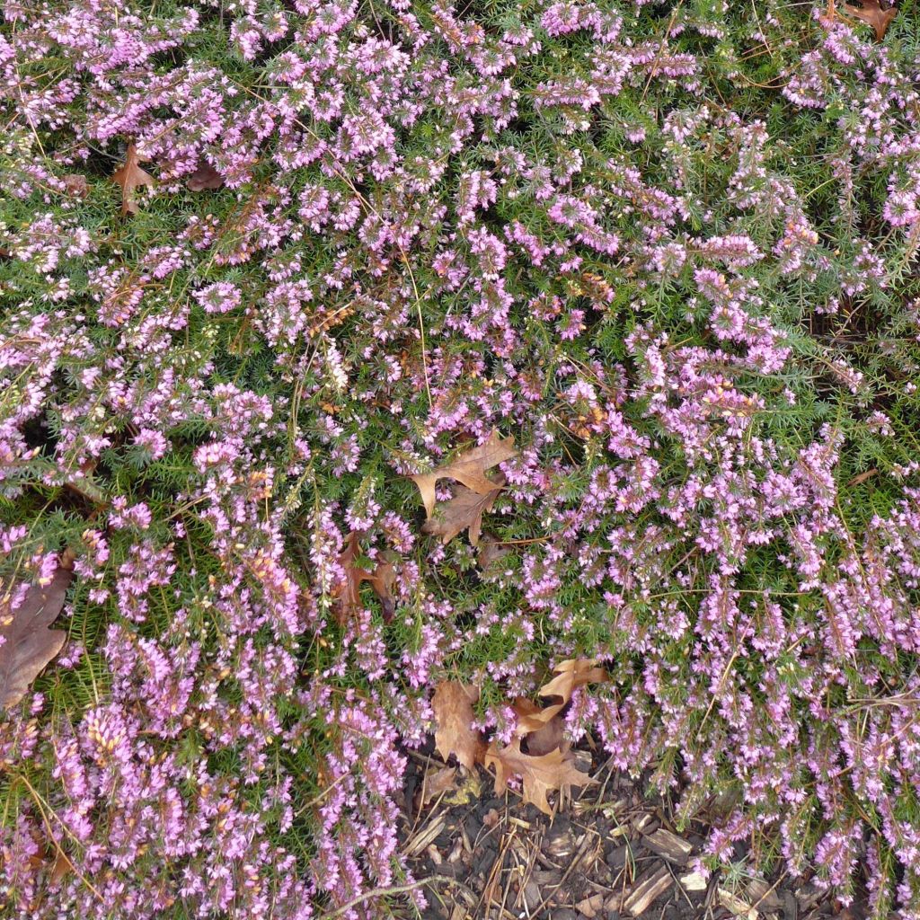 Erica carnea December Red - Winterheide