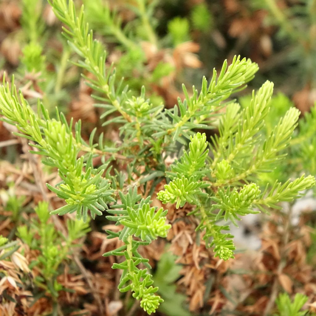 Erica cinerea f. alba - Dopheide
