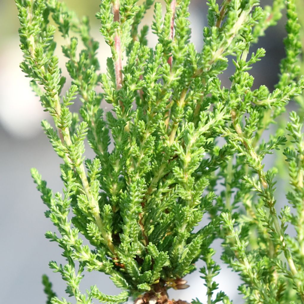 Erica cinerea - Dopheide