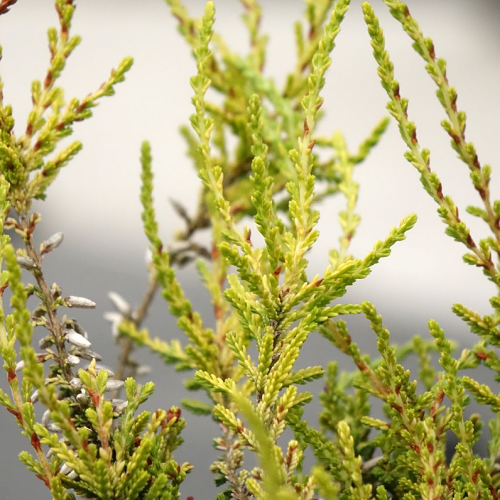 Calluna vulgaris Golden Angie - Zomerheide