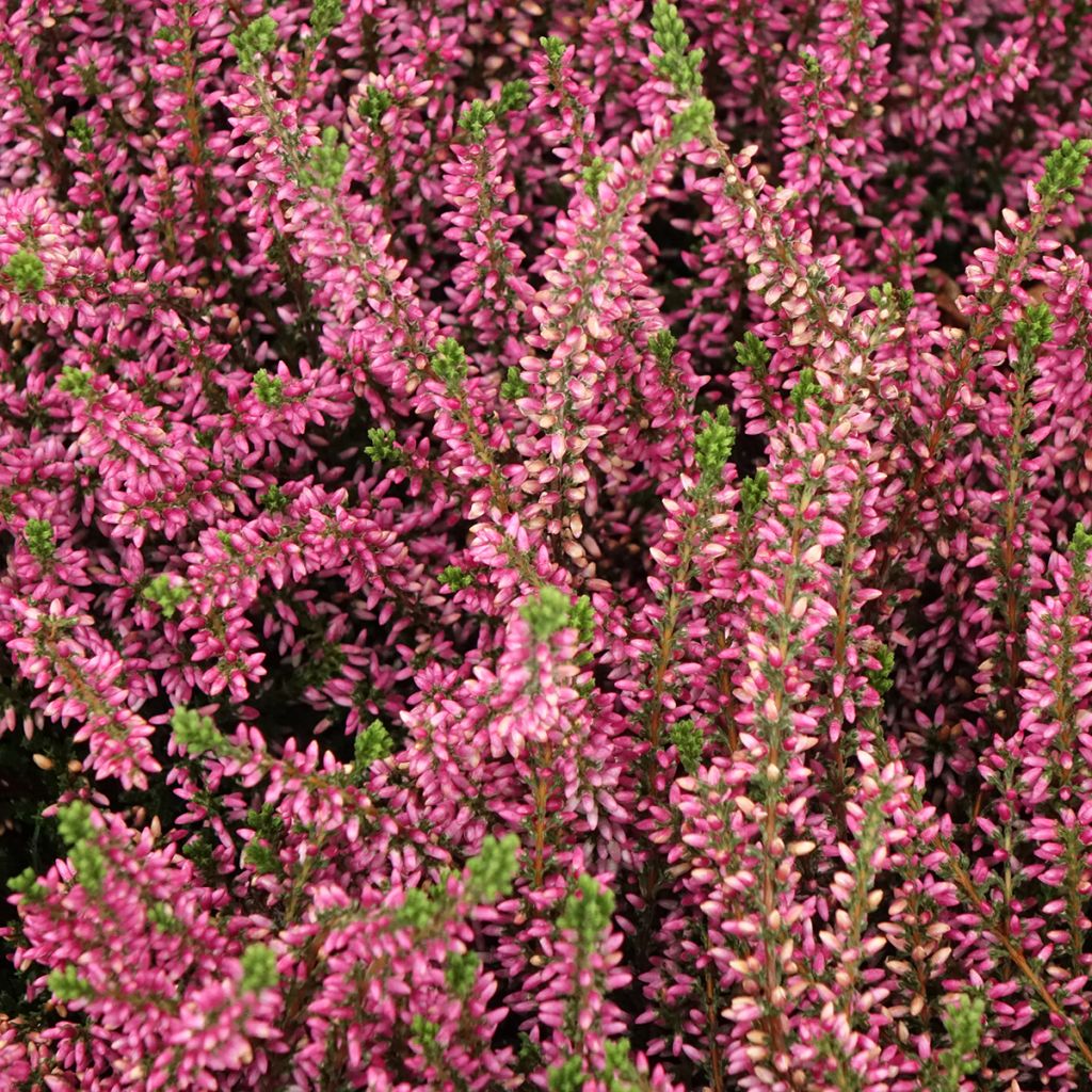 Calluna Garden Girls Rosita - Zomerheide