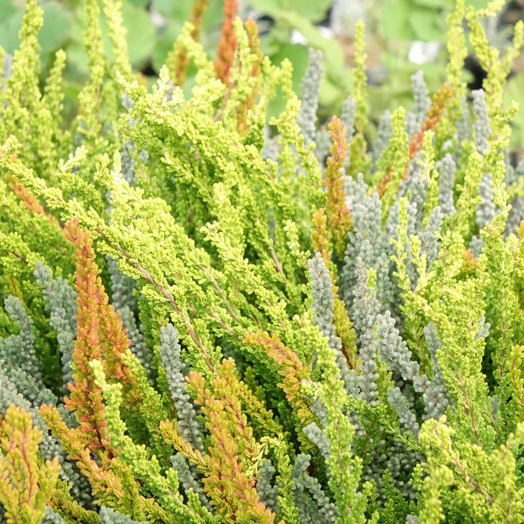 Calluna Garden Girls Sunset Fire - Zomerheide