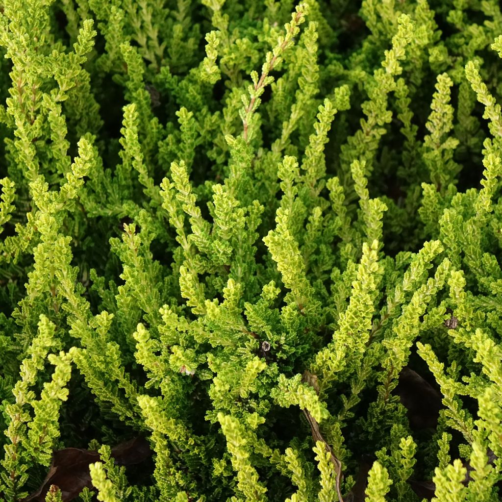 Calluna Garden Girls Zeta - Zomerheide