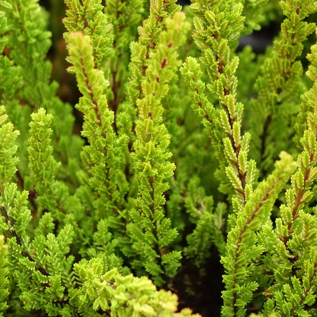 Calluna Garden Girls Zoe - Zomerheide