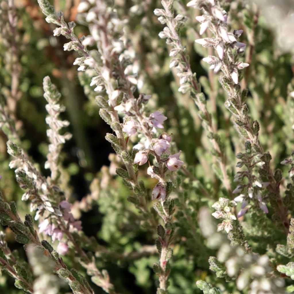 Calluna vulgaris Silver Knight - Zomerheide