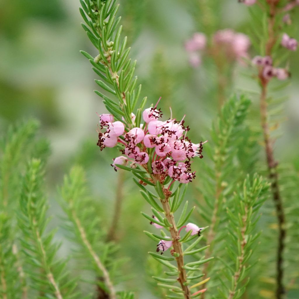 Erica vagans Pyrenees Pink - Zwerfheide
