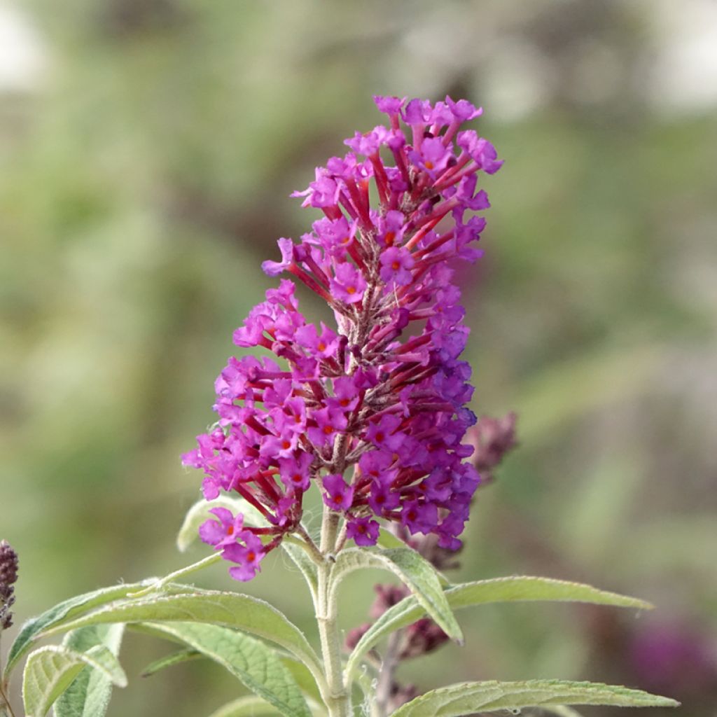 Vlinderstruik Butterfly Tower - Buddleja davidii