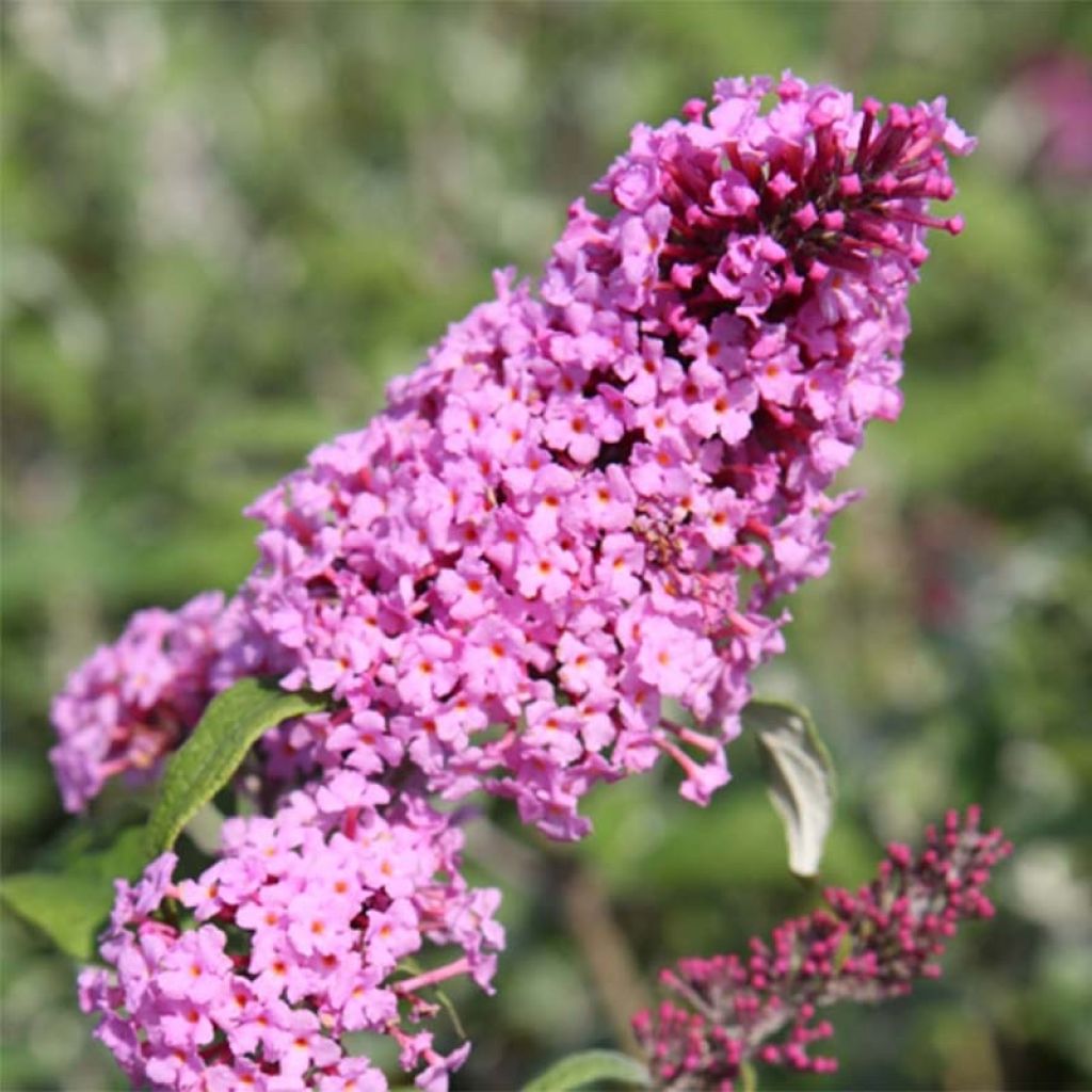 Vlinderstruik Pink Delight - Buddleja davidii