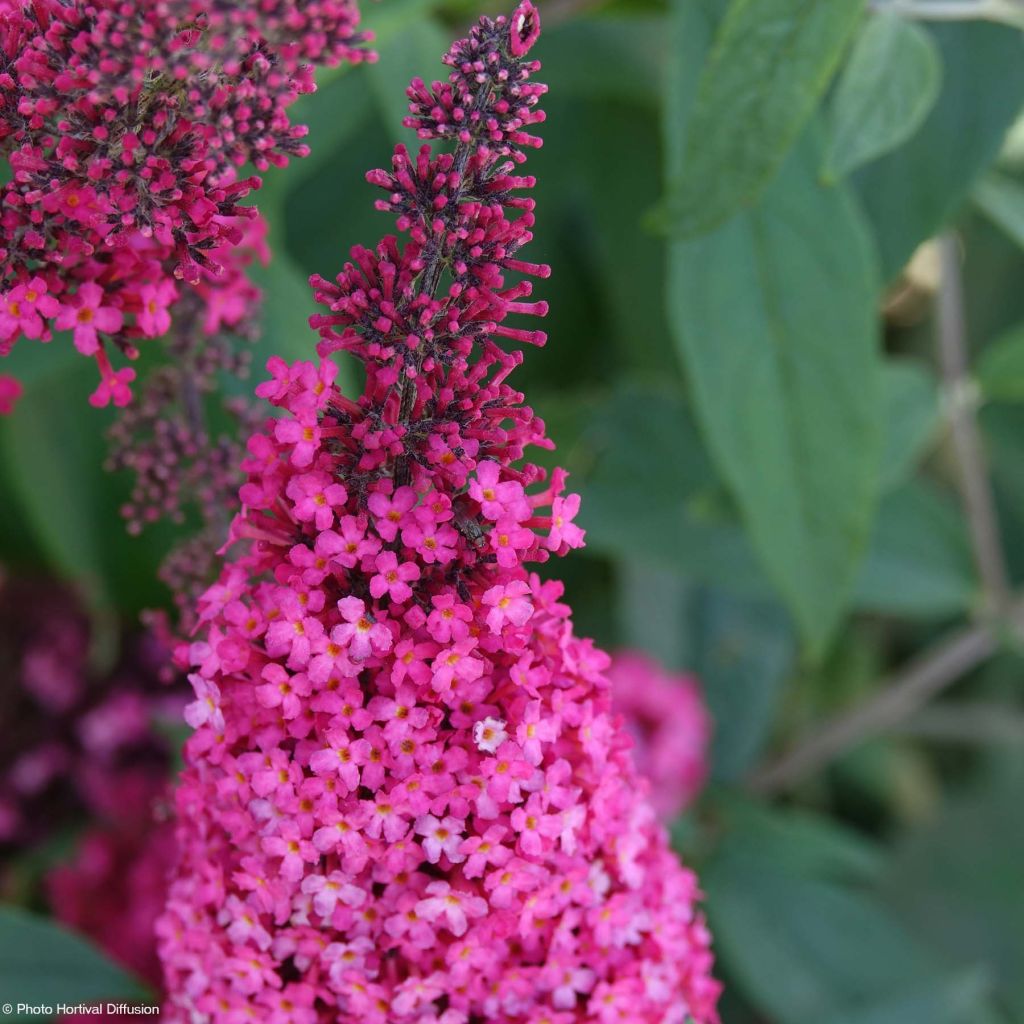 Vlinderstruik Prince Charming - Buddleja davidii