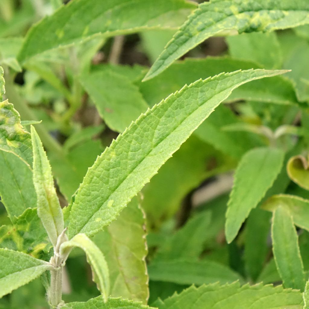Vlinderstruik White Profusion - Buddleja davidii