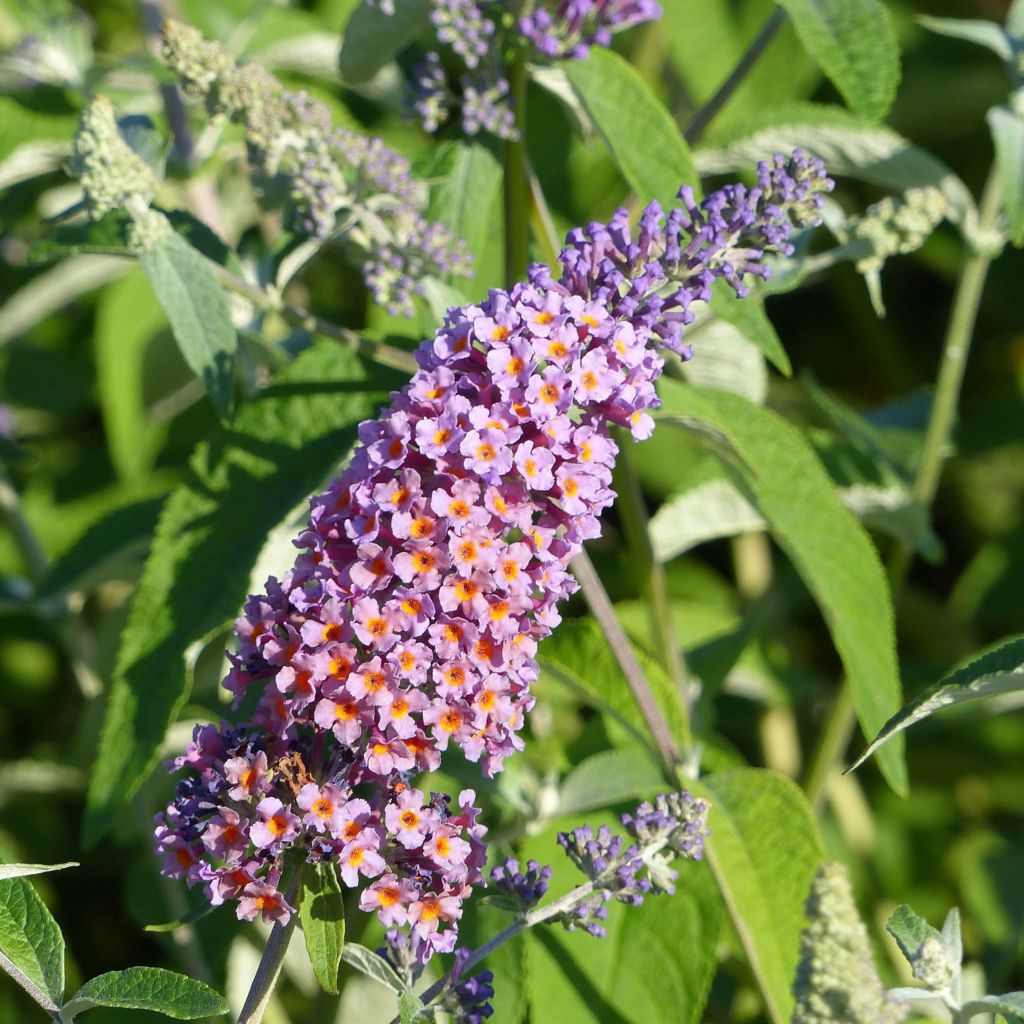 Herfstsering Flower Power (Bicolor) - Buddleja