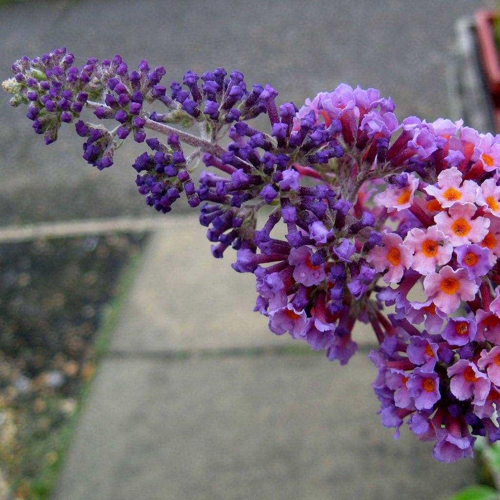 Herfstsering Flower Power (Bicolor) - Buddleja