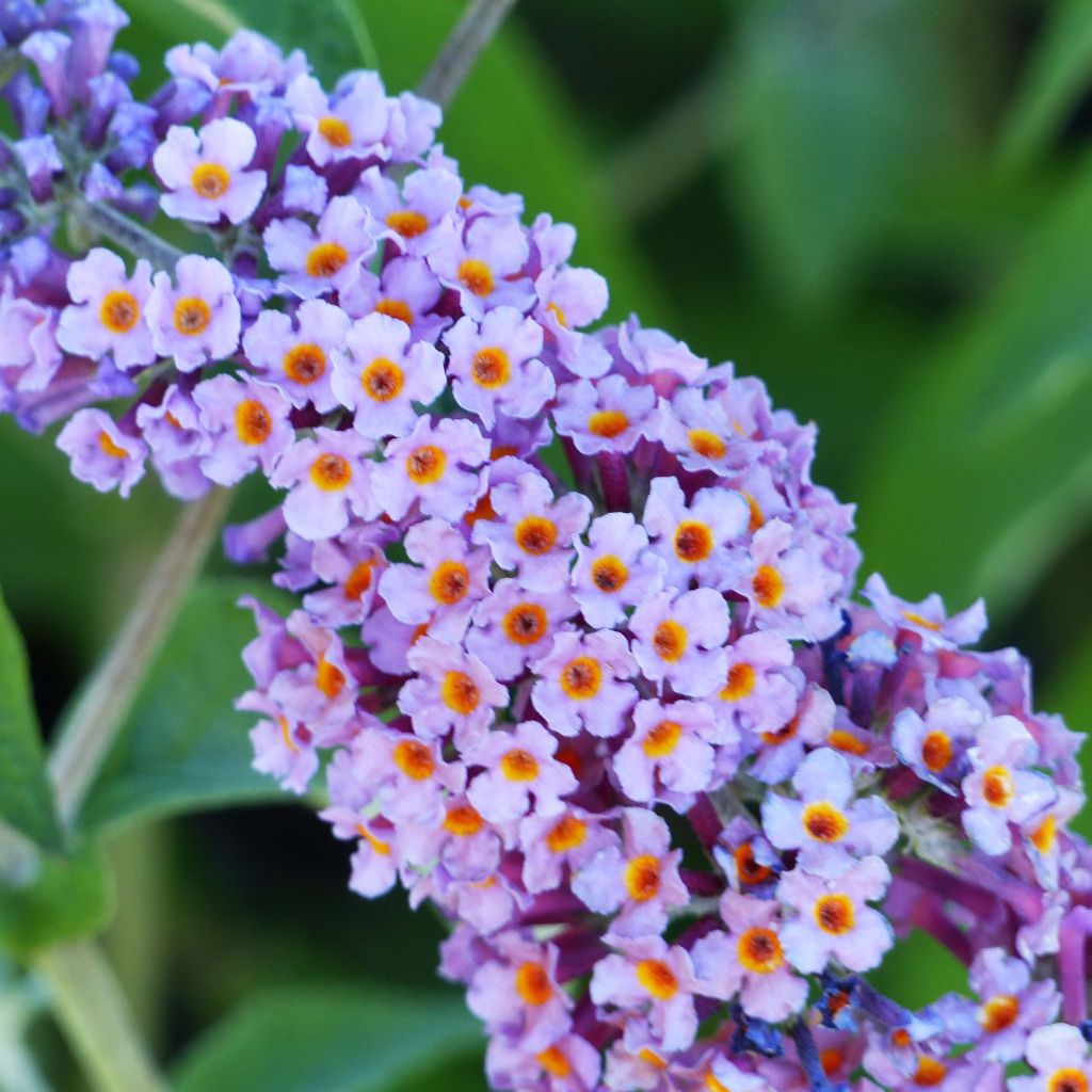 Herfstsering Flower Power (Bicolor) - Buddleja