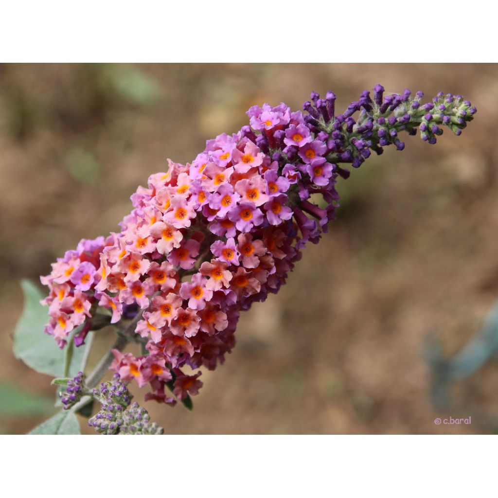 Herfstsering Flower Power (Bicolor) - Buddleja