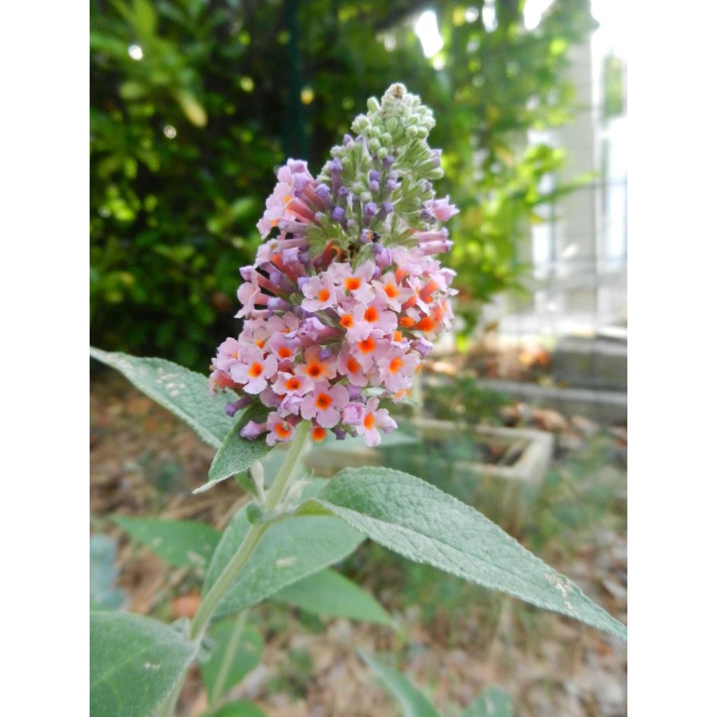 Herfstsering Flower Power (Bicolor) - Buddleja