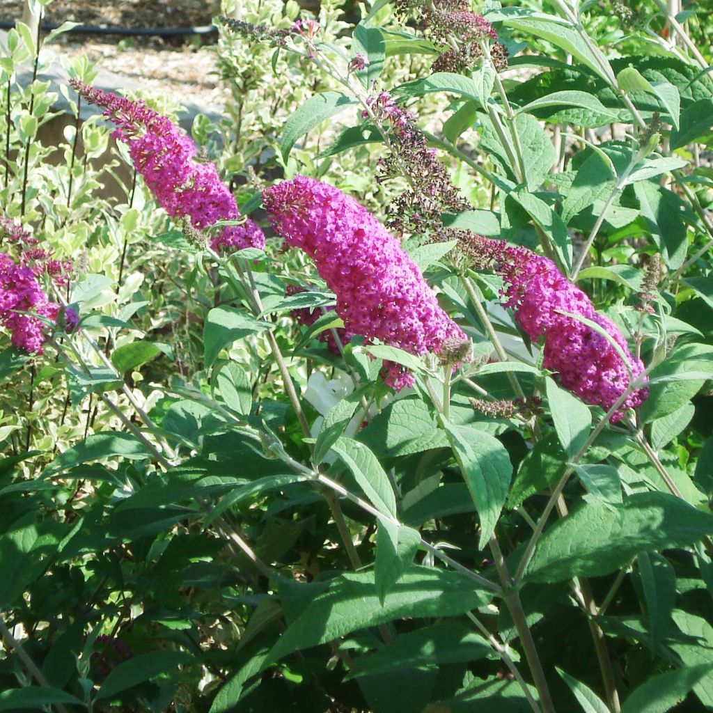 Vlinderstruik Miss Ruby - Buddleja