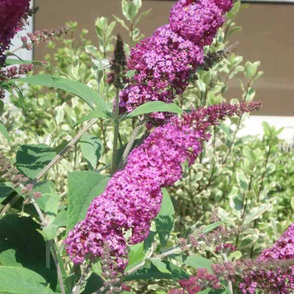 Vlinderstruik Miss Ruby - Buddleja