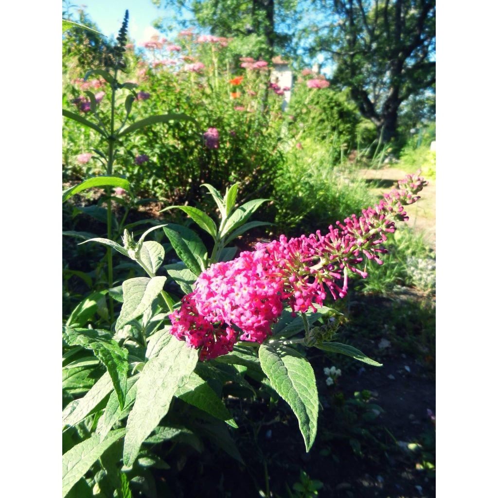 Vlinderstruik Miss Ruby - Buddleja