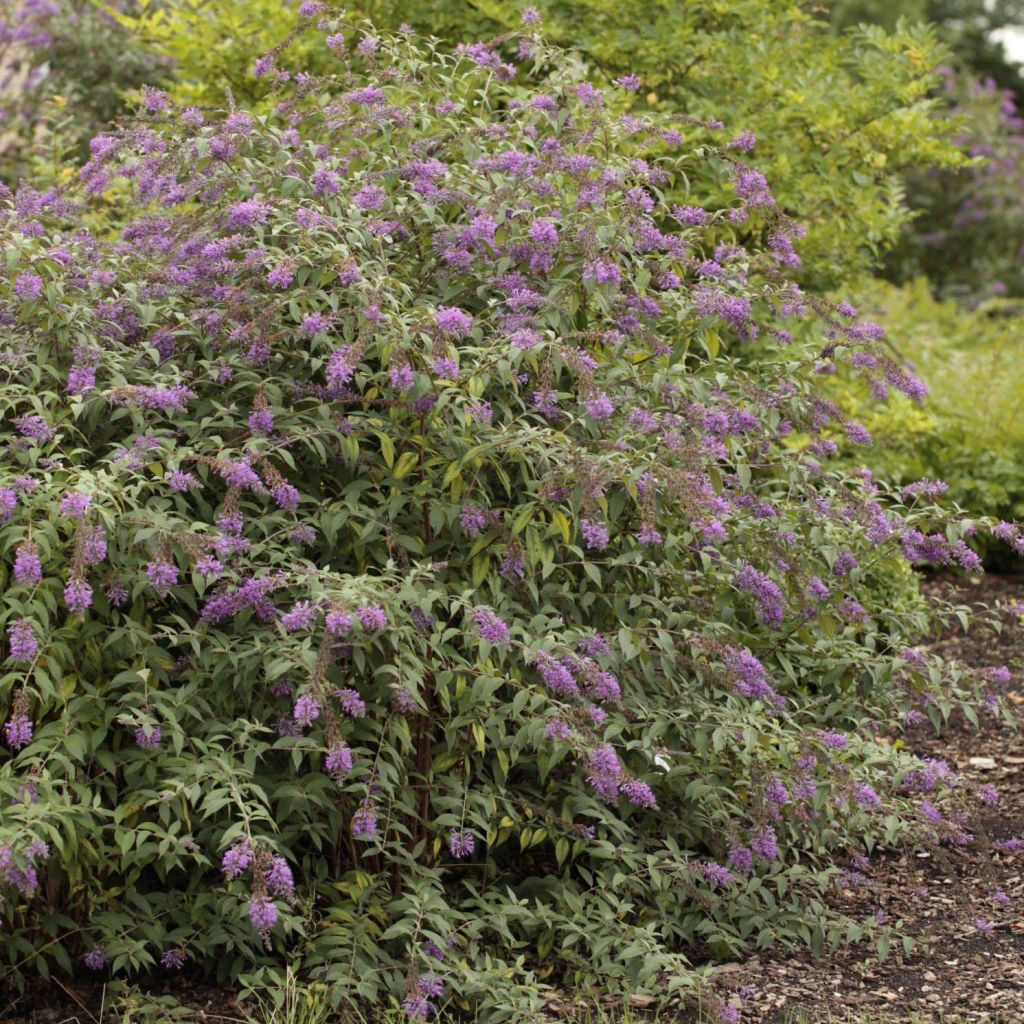 Vlinderstruik Argus Velvet - Buddleja davidii