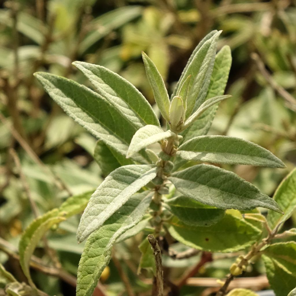 Vlinderstruik Butterfly Candy Lila Sweetheart - Buddleja davidii