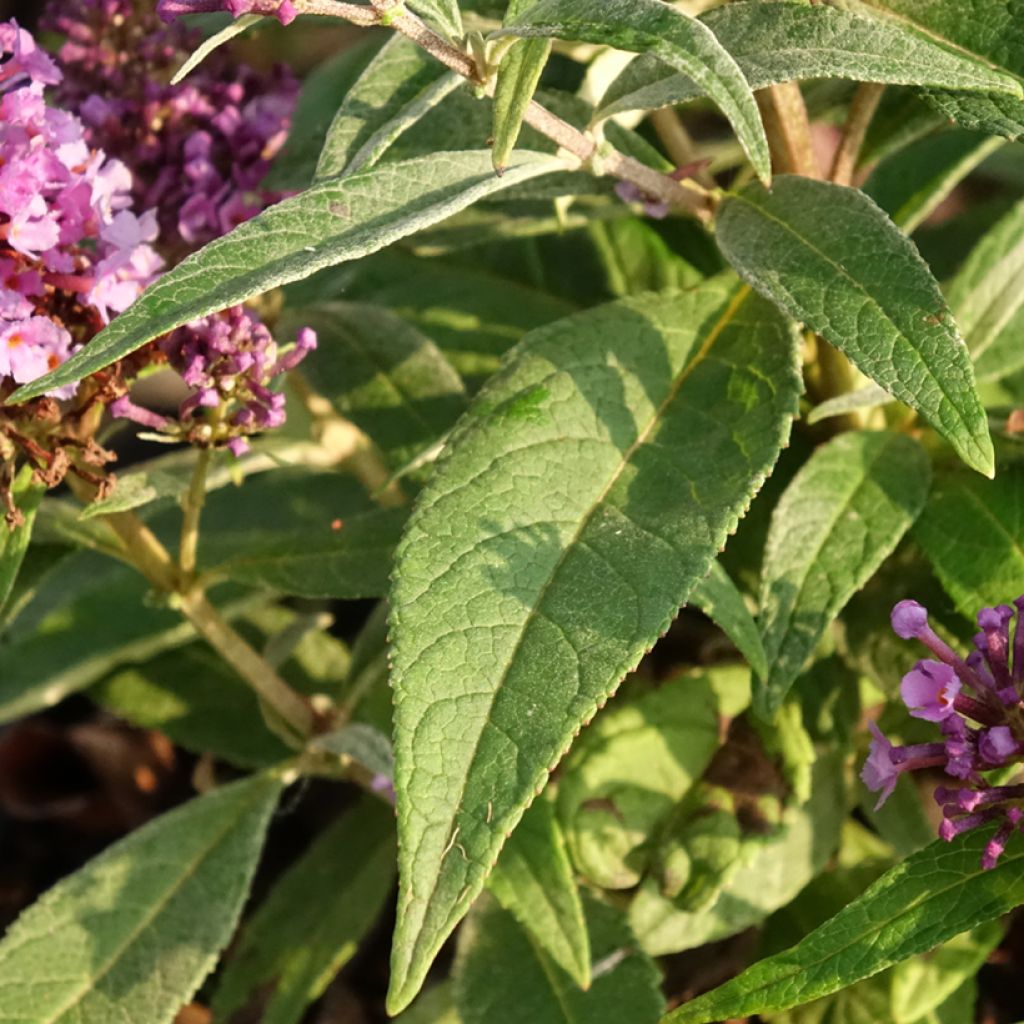 Vlinderstruik Butterfly Candy Little Lila - Buddleja davidii