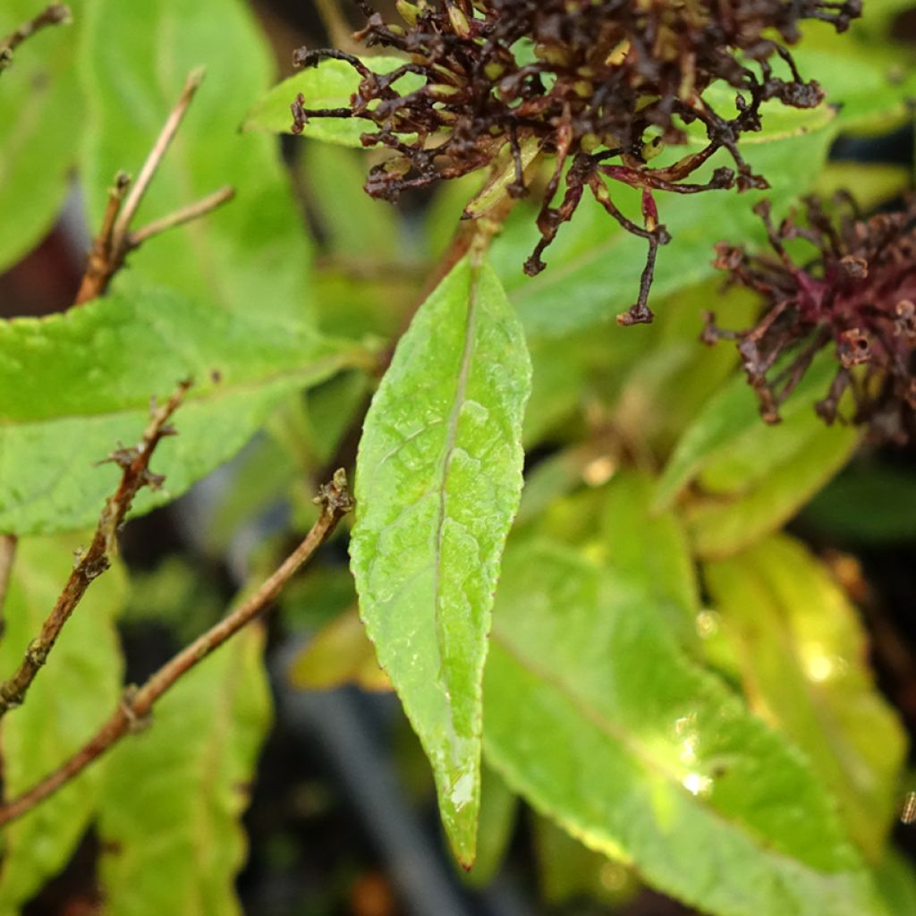 Vlinderstruik Butterfly Candy Little Roze - Buddleja davidii