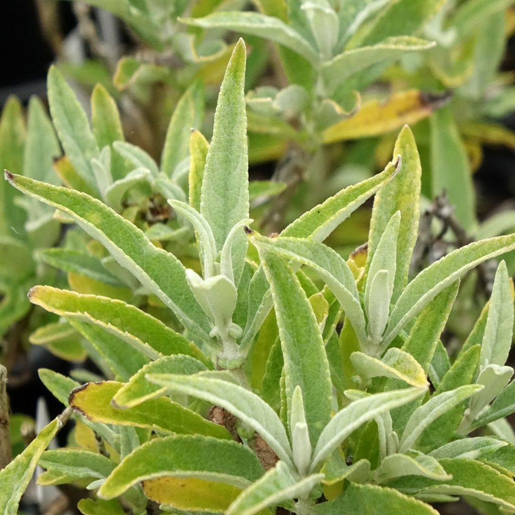 Vlinderstruik Butterfly Candy Little Wit - Buddleja davidii