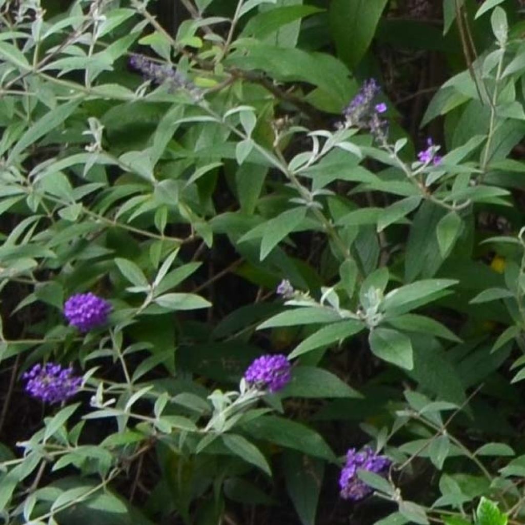 Vlinderstruik Groovy Grape - Buddleja davidii