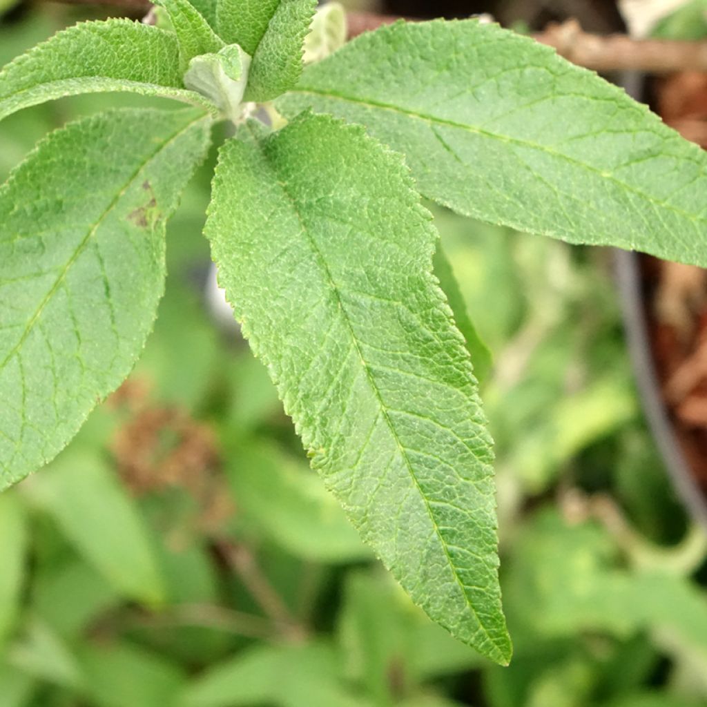 Vlinderstruik Sugar Plum - Buddleja davidii