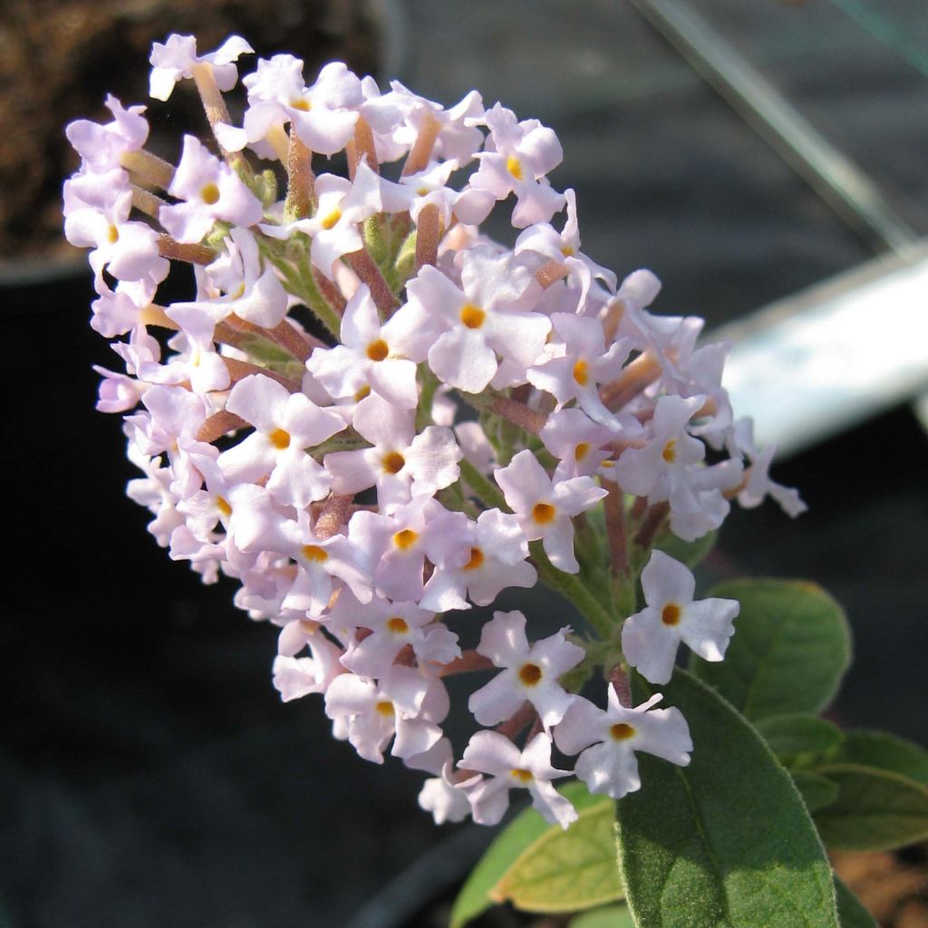 Buddleja delavayi - Vlinderstruik