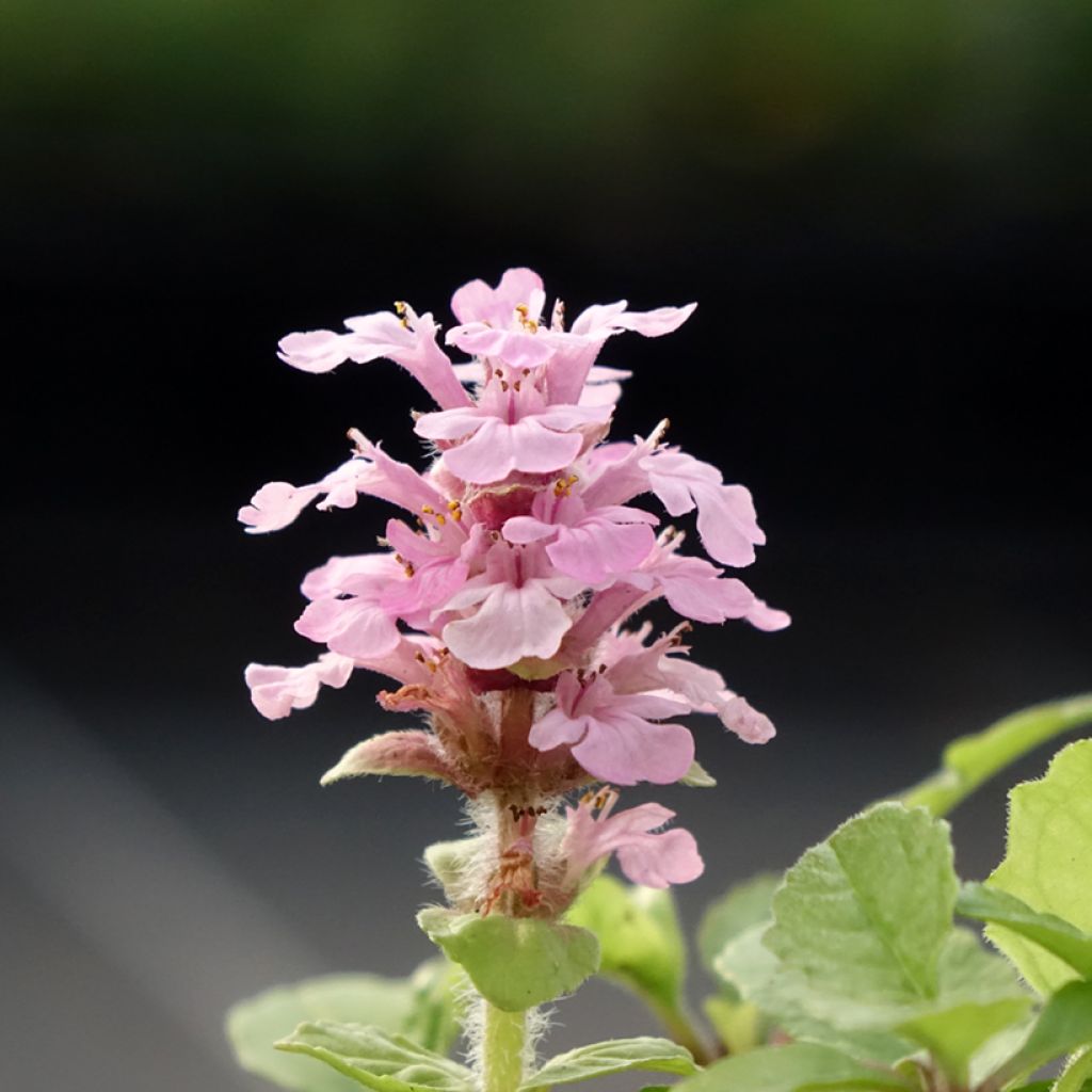 Ajuga reptans Rosea - Kruipend zenegroen