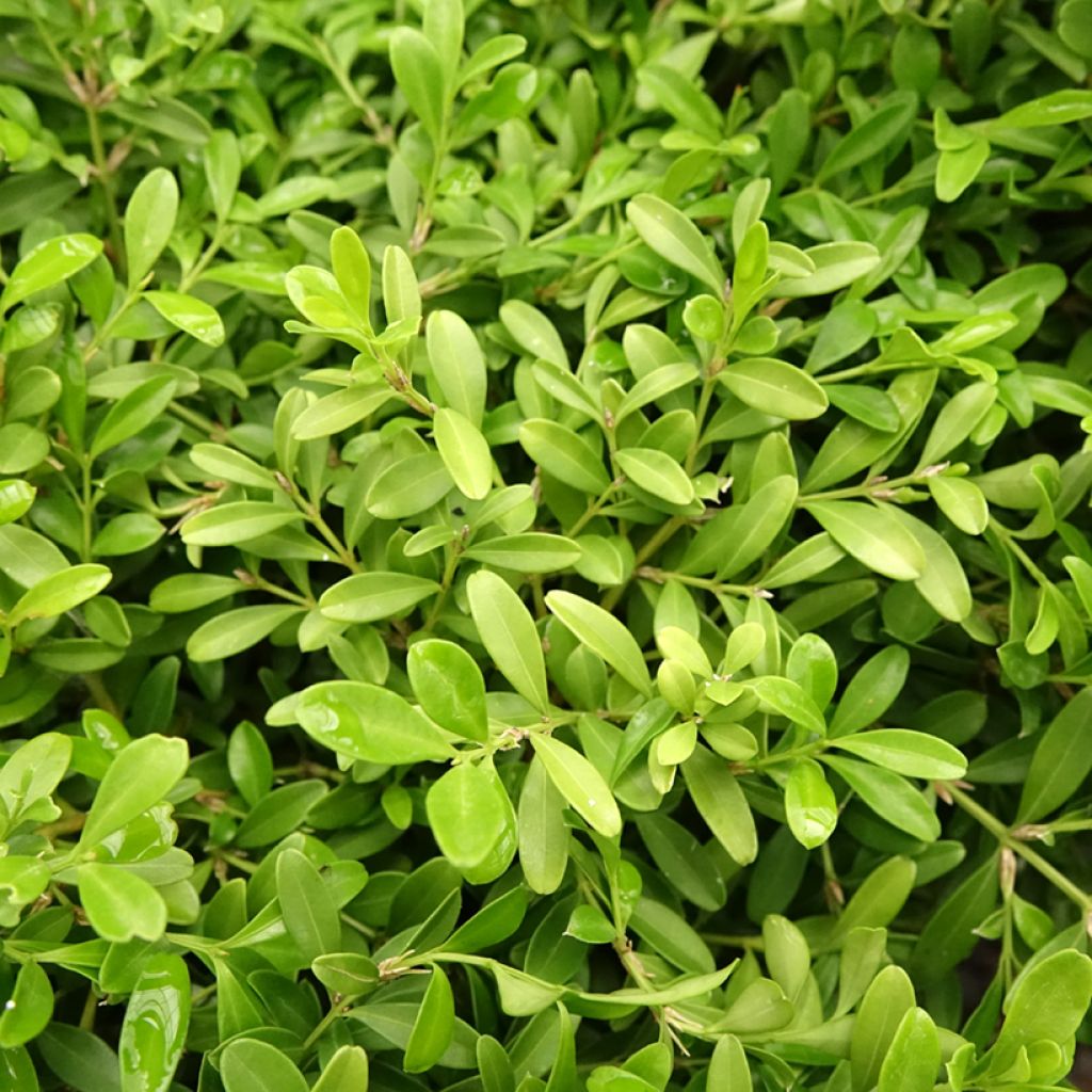 Buxus microphylla Rococo - Japanse buxus