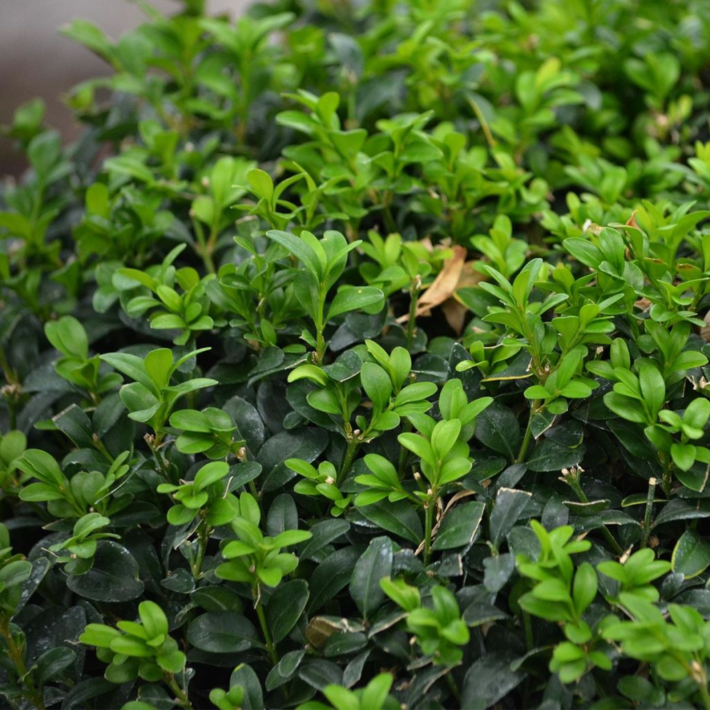 Buxus sempervirens - Palmboompje