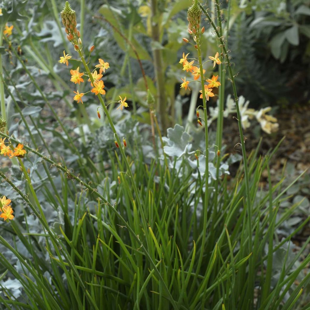Bulbine frutescens - Knolbeesia
