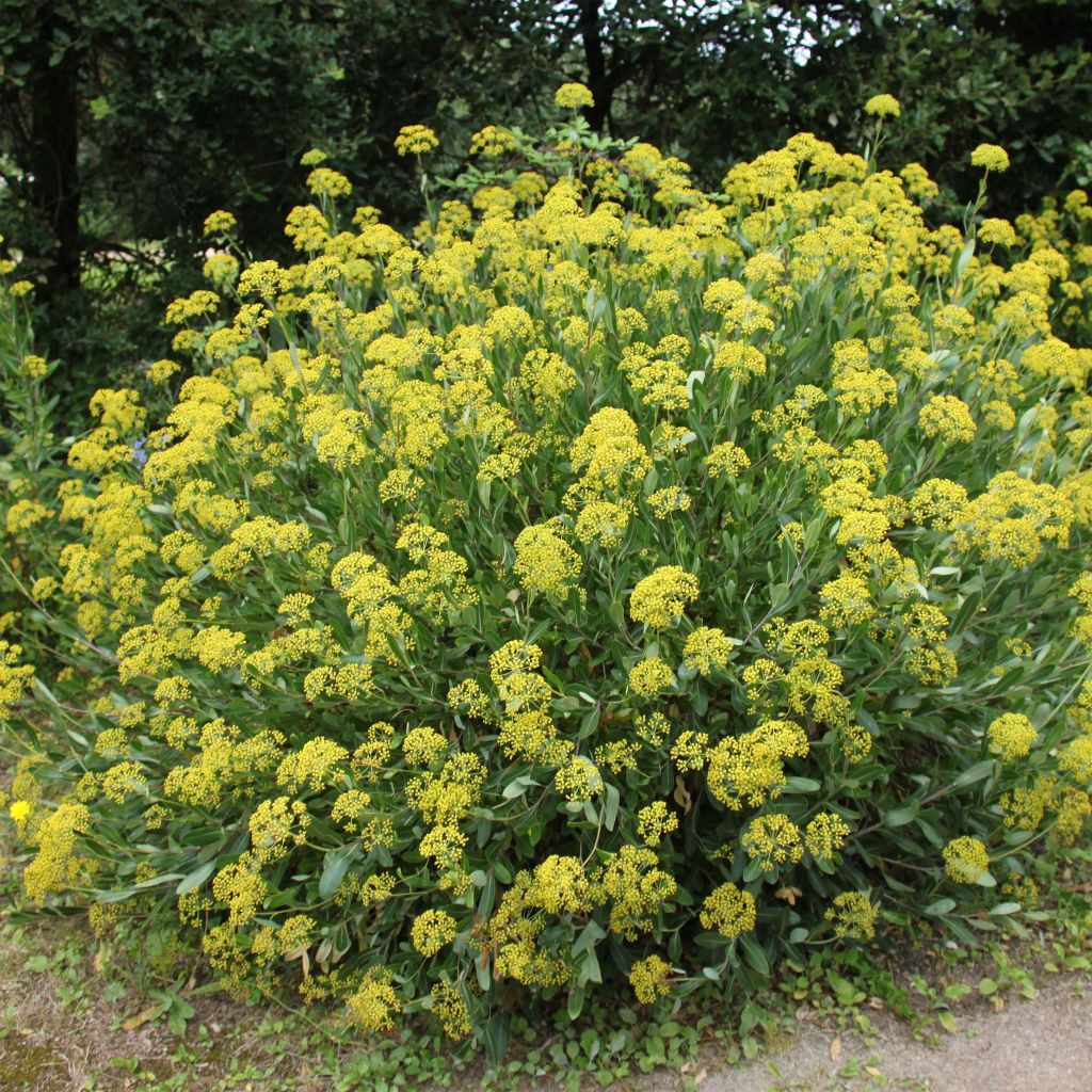 Bupleurum fruticosum - Sikkelgoudscherm