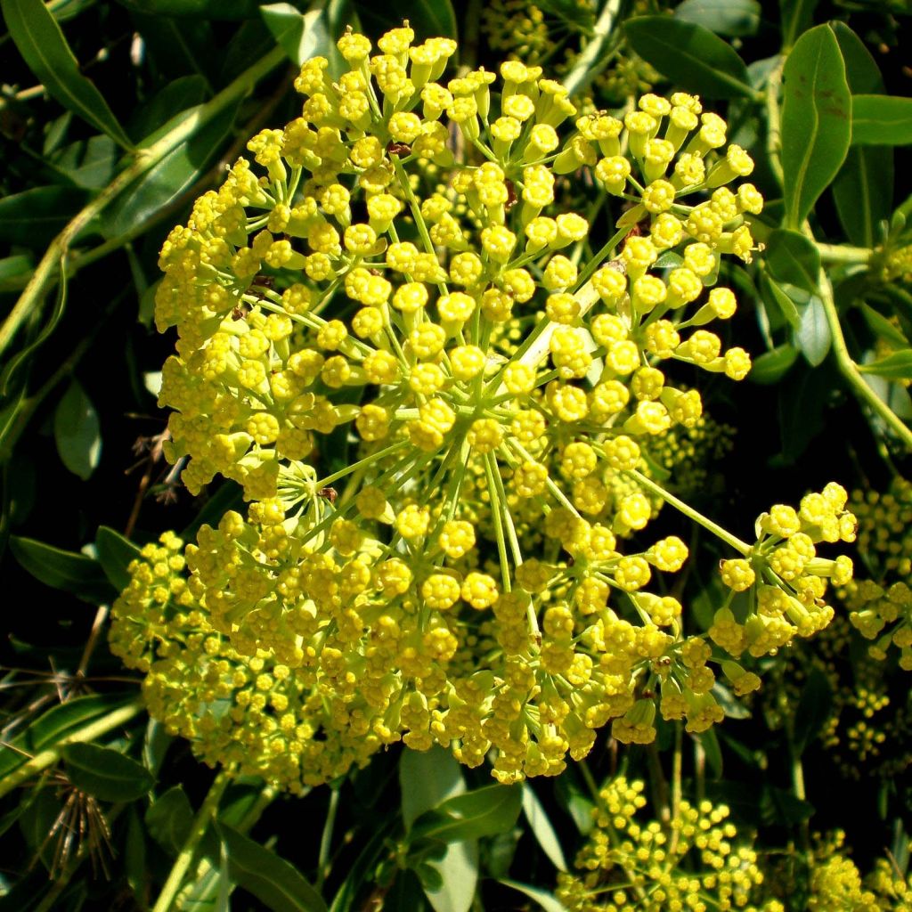 Bupleurum fruticosum - Sikkelgoudscherm