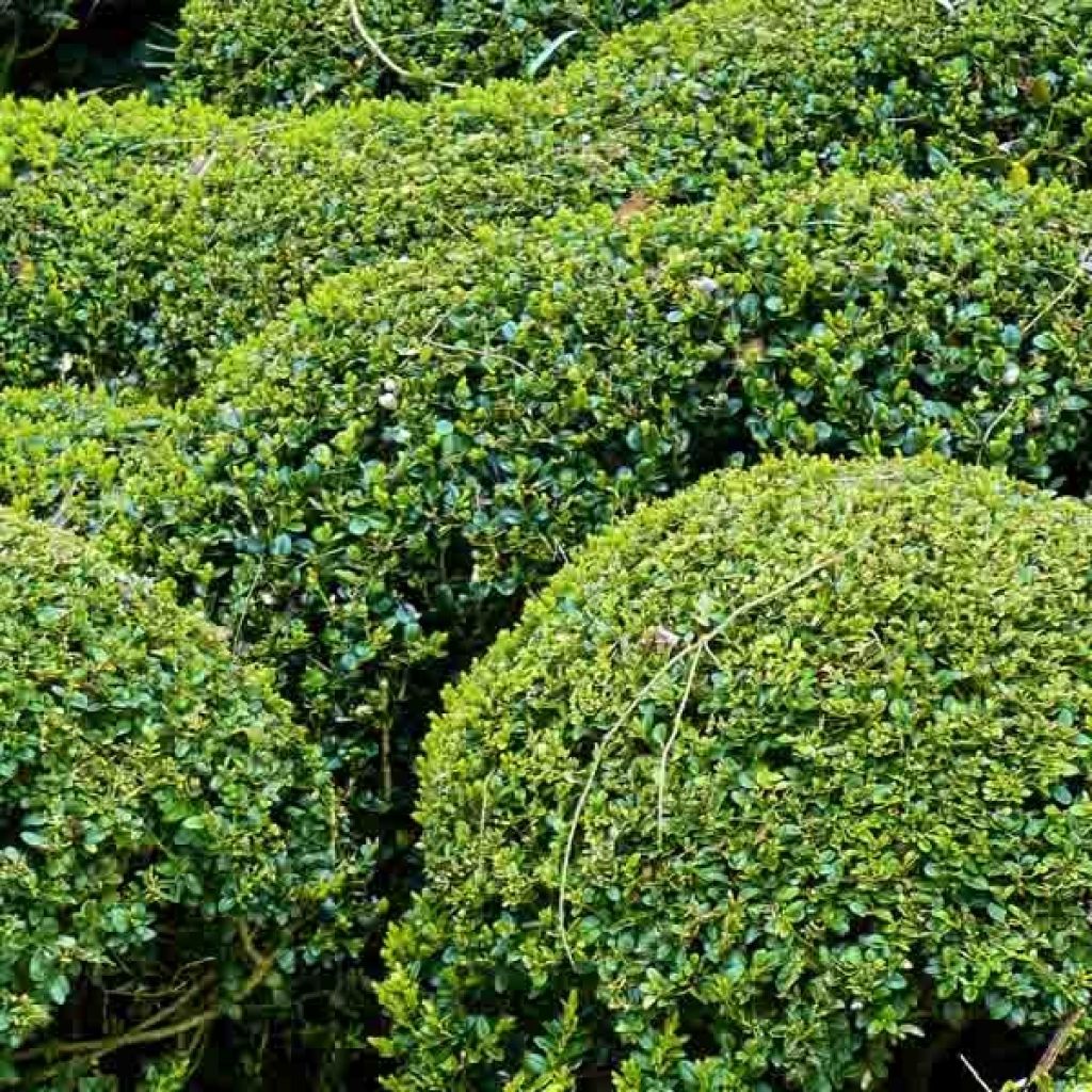 Buxus sempervirens - Palmboompje voor borders