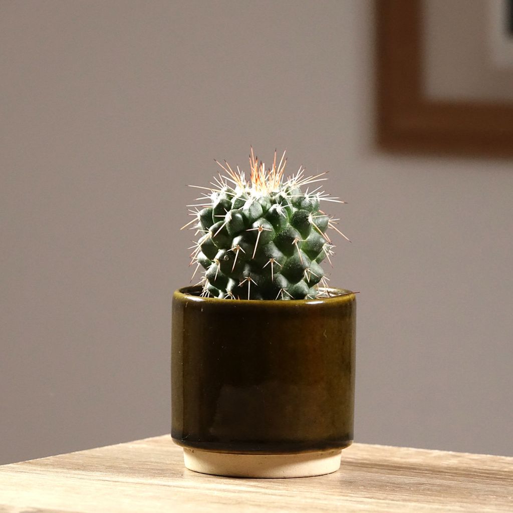 Mammillaria baxteriana - Tepelcactus