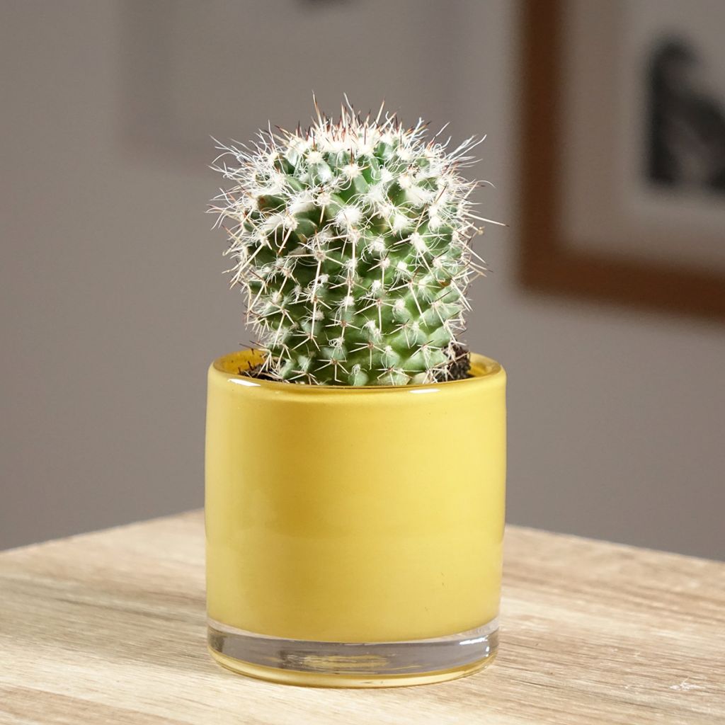 Mammillaria compressa - Tepelcactus