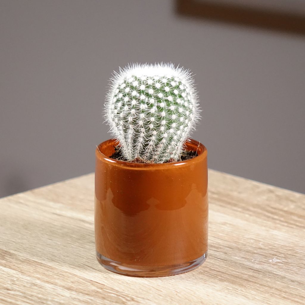 Mammillaria hahniana - Tepelcactus