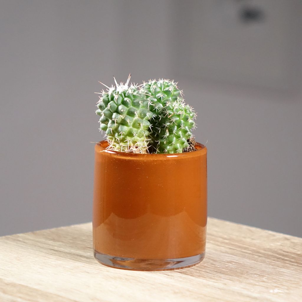 Mammillaria polythele Toluca - Tepelcactus