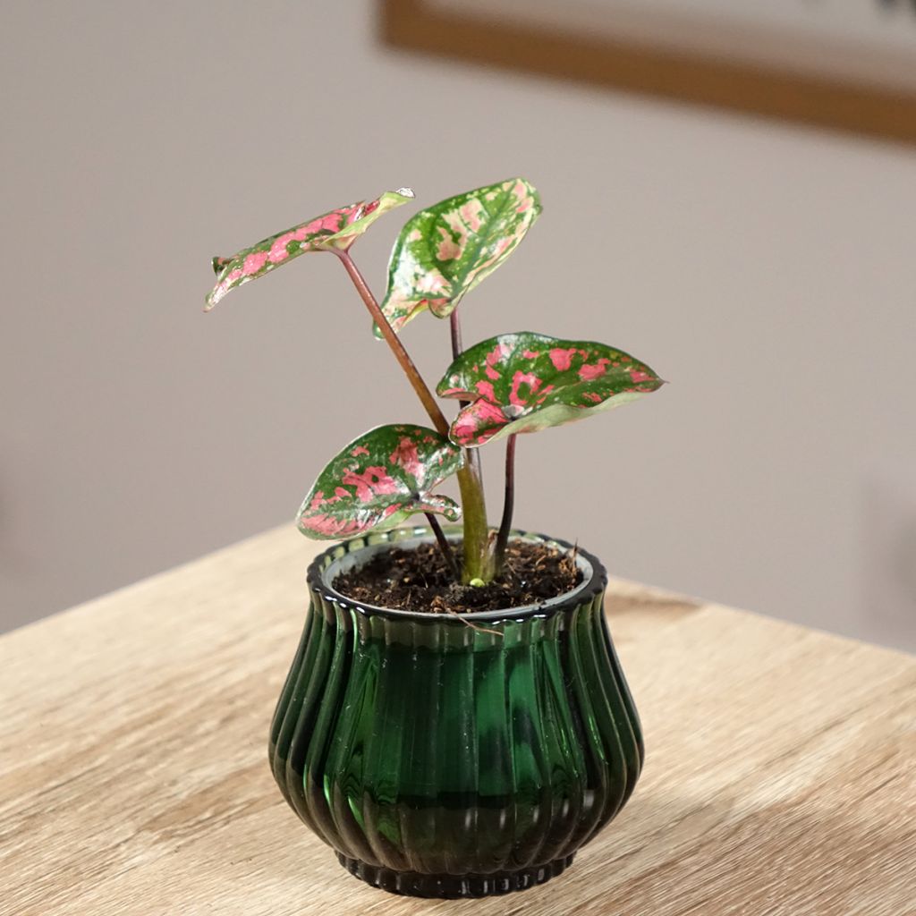 Caladium Purple Light - Hart van Jezus