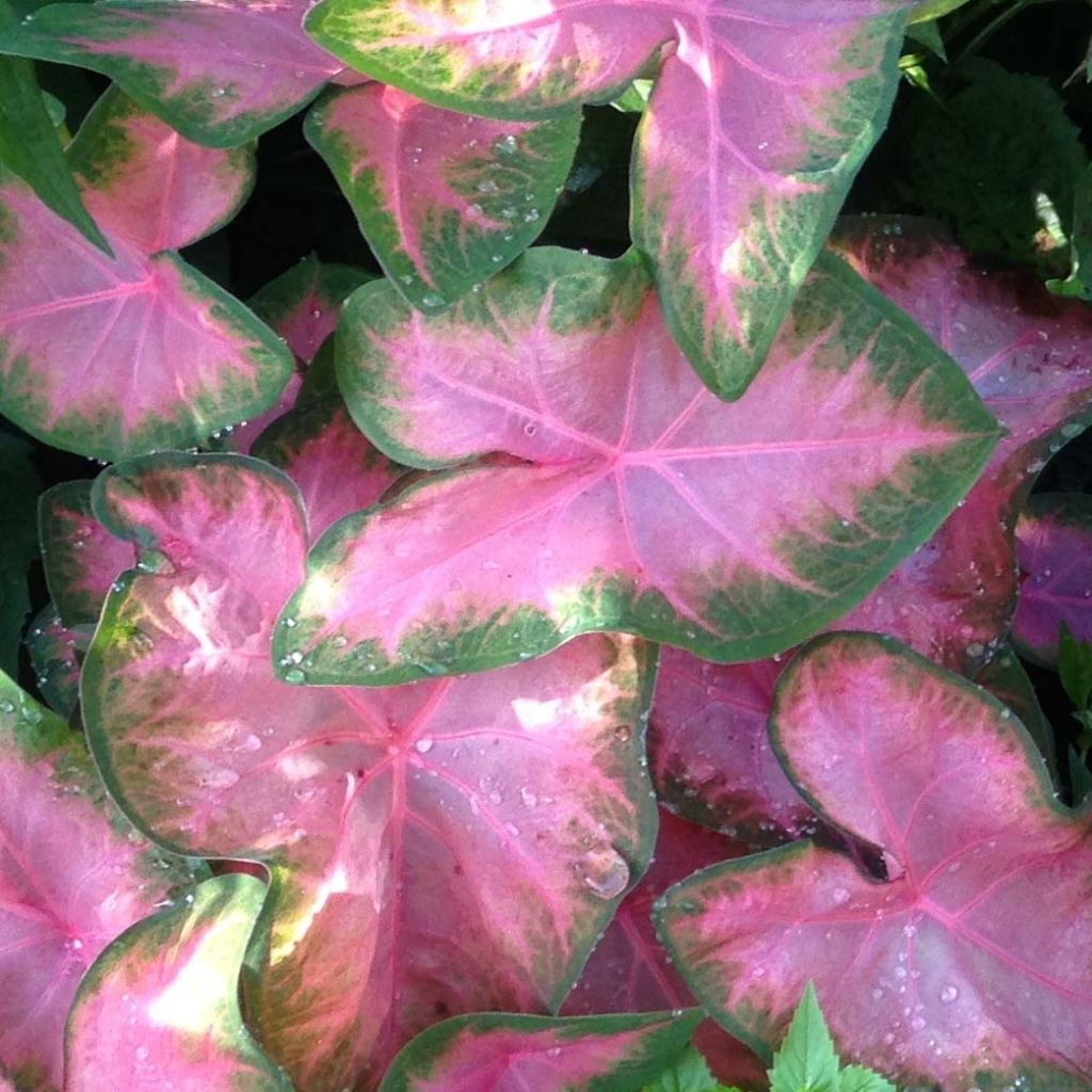 Caladium Rosebud - Hart van Jezus