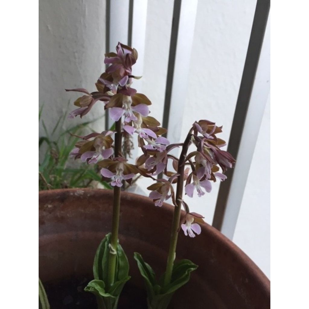 Calanthe discolor - Tuinorchidee