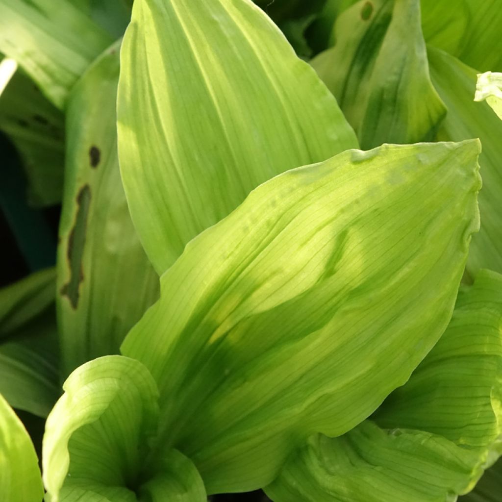 Calanthe discolor - Tuinorchidee
