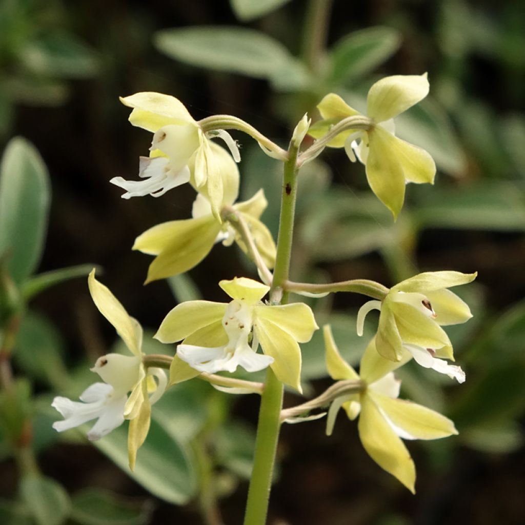 Calanthe discolor - Tuinorchidee