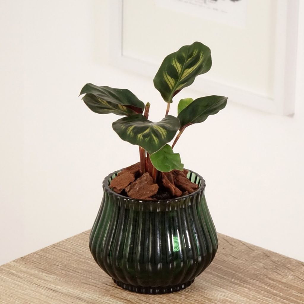 Calathea makoyana - Pauwenplant