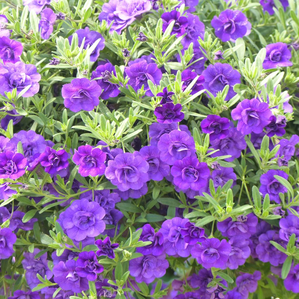 Calibrachoa Can-Can Rosies Blue