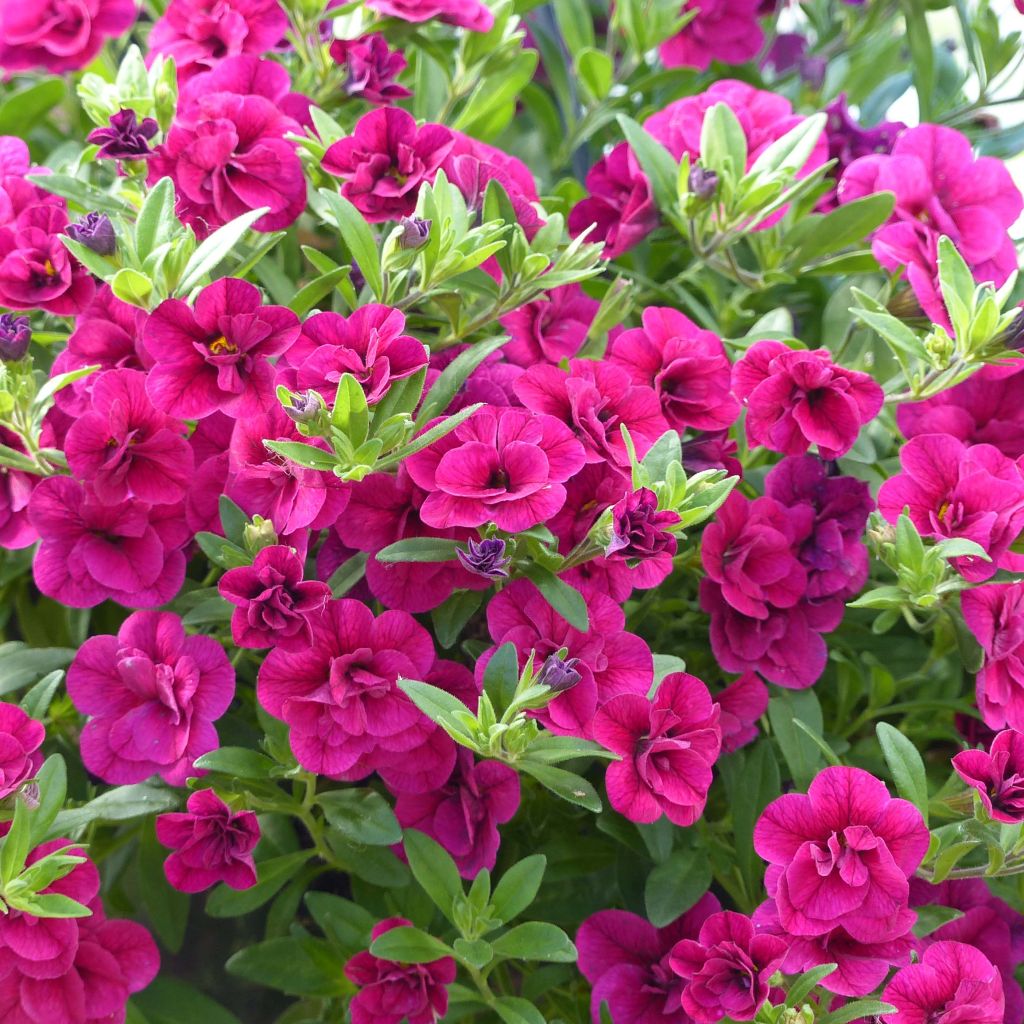 Calibrachoa Can-Can Rosies Pink - Mini petunia